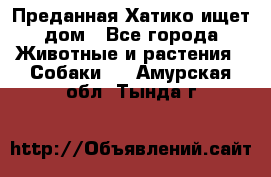 Преданная Хатико ищет дом - Все города Животные и растения » Собаки   . Амурская обл.,Тында г.